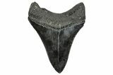 Serrated, Fossil Megalodon Tooth - South Carolina #328607-1